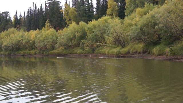 Охота. 2012. Крякаши.