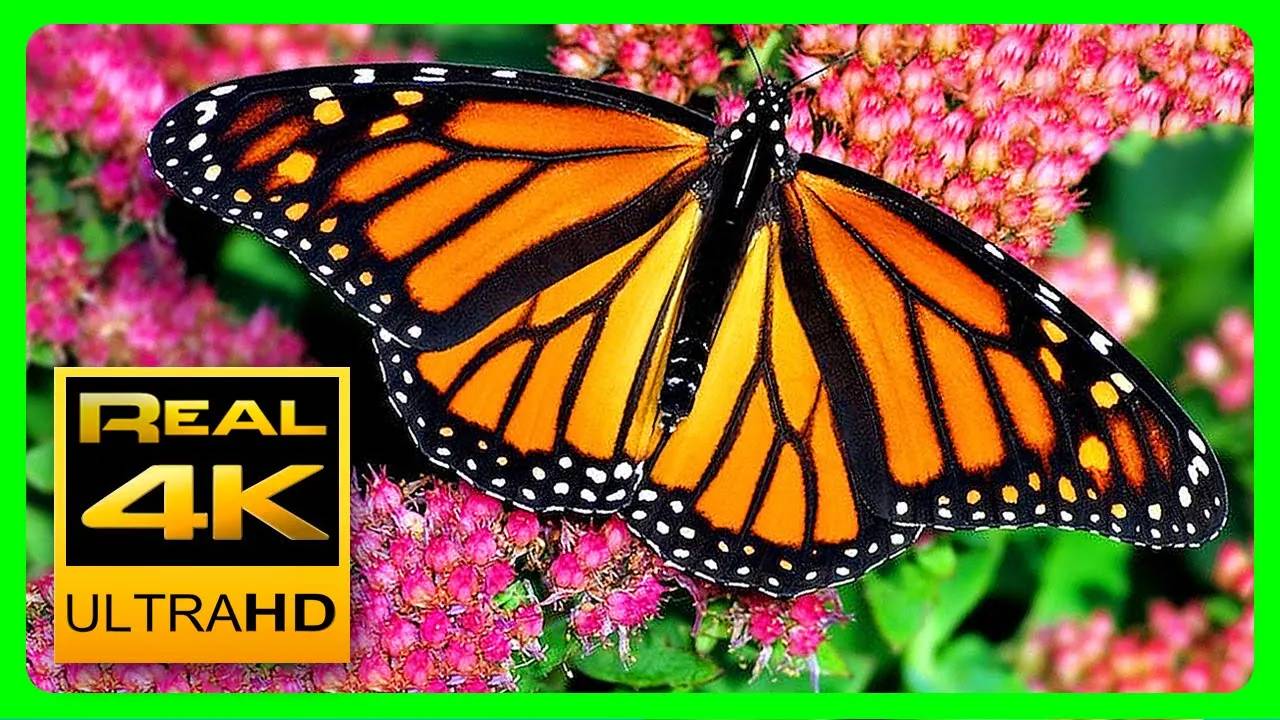 The Best Relaxing Garden in 4K - Butterflies, Birds and Flowers 2 hours - 4K UHD Screensaver смотреть онлайн