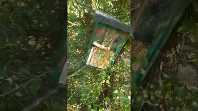 Ловля роїв 2022. 100% успіх. На яке дерево ставити ловушку для бджіл? Перші Рої 2022 смотреть онлайн