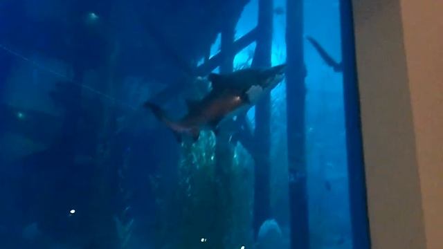 23:45 привезли поклонникам "кусочек лета"! смотреть онлайн