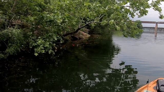 Fishing the KING of frogs for urban MONSTERS смотреть онлайн