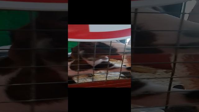 коза смотреть онлайн