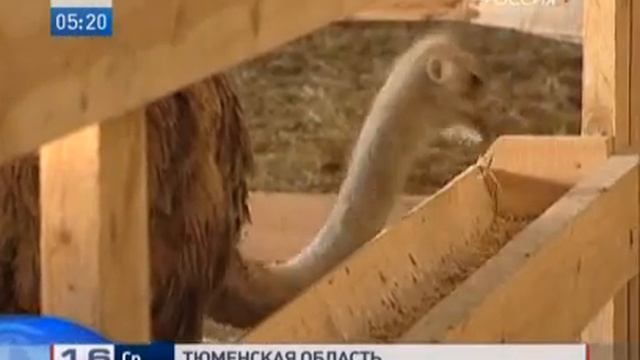 2009.12.11 Африканских страусов тюменские морозы не испугали (Страусиная Ферма "Тюменский Страус") смотреть онлайн
