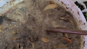 Свою рассаду поливаю только БАРМАТУХОЙ Дзамбулата.