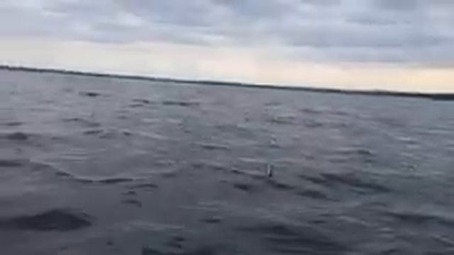 Плохая погода не повод сидеть дома, а правильная приманка даёт хороший результат . Окункуль радует. смотреть онлайн