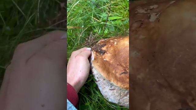 #funghi #porcini #boletus #mushroom смотреть онлайн