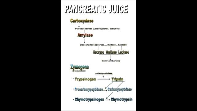 Secretory functions of the alimentary tract смотреть онлайн