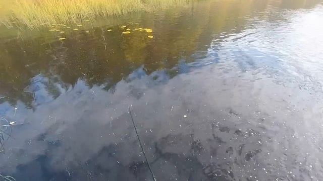 Воскресный выезд в осенний лес! 12.09.21г. смотреть онлайн