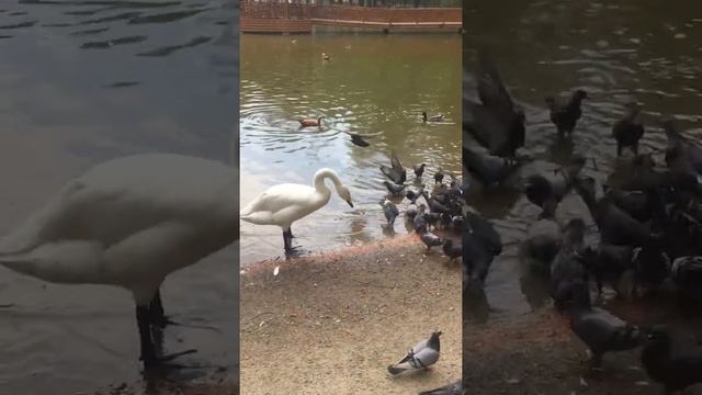 Funny Birds. The Swan Is Chasing Pigeons.. Zoo. NSK.
