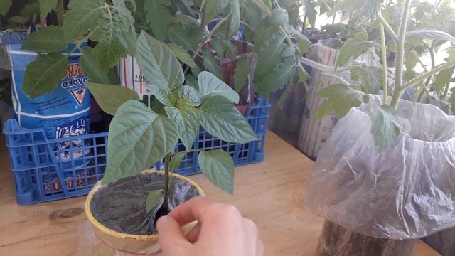 Уход за рассадой перед высадкой. смотреть онлайн