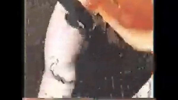 Подболотники