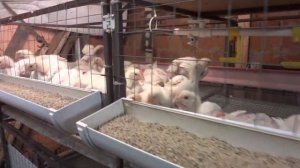 Клетка для бройлеров с лентой помётоудаления