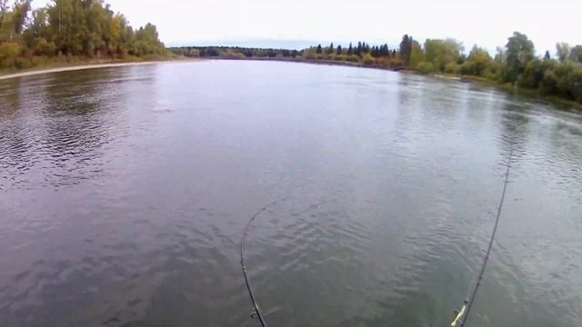 Мой любимый Megabass Live-X Revenge !