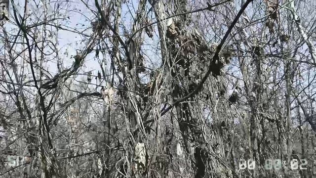 По краю трясины