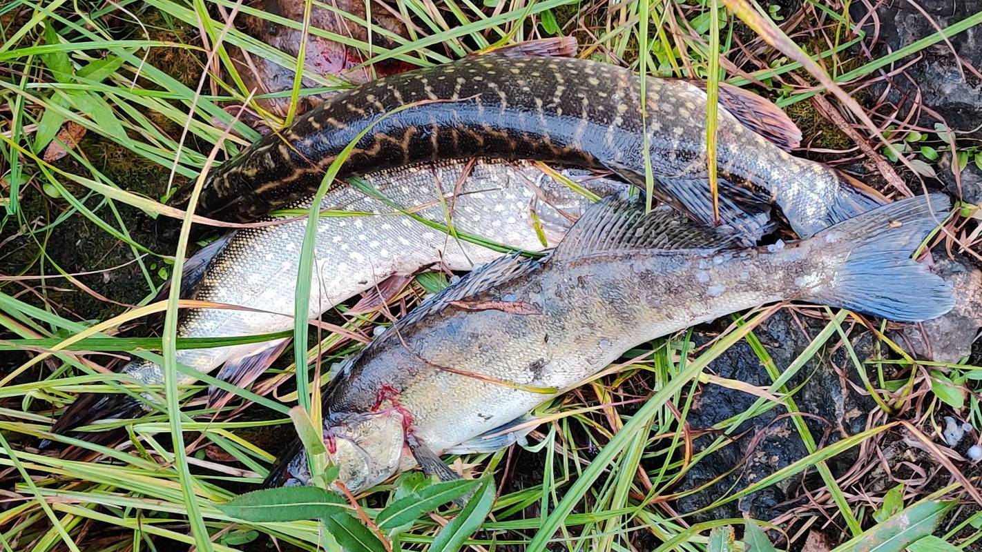 ВОТ ЭТО РЫБАЛКА! Натвичили ЩУК и СУДАКОВ на Оке в начале октября 2024