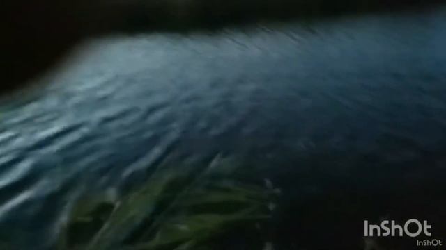 Уникальные кадры атаки сома на поппер. #сомнапоппер  #сомпоппер    #сомспиннинг