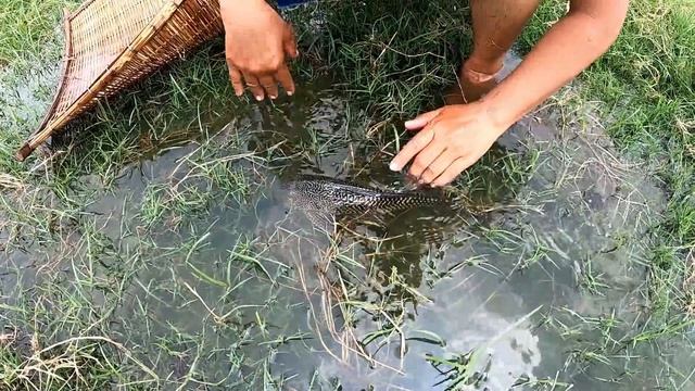 Amazing Net Fishing And Catching Suckermouth Giant Oranda Goldfish Koi Blood Parrot Ranchu Turtle