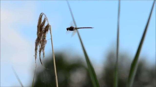 Keilflecklibelle ( Aeshna isoceles ) смотреть онлайн