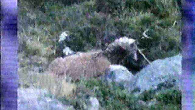 Jack Charlton is cruel to Animals - Part 1 смотреть онлайн