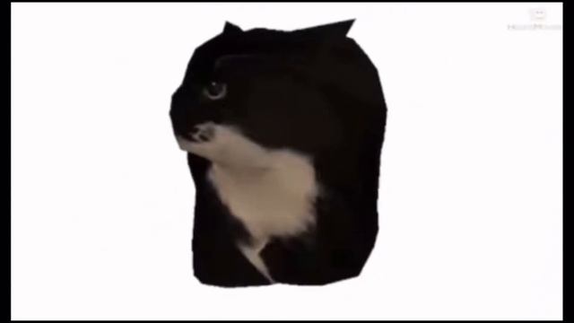 Maxwell The Cat Spinning In 4K60FPS