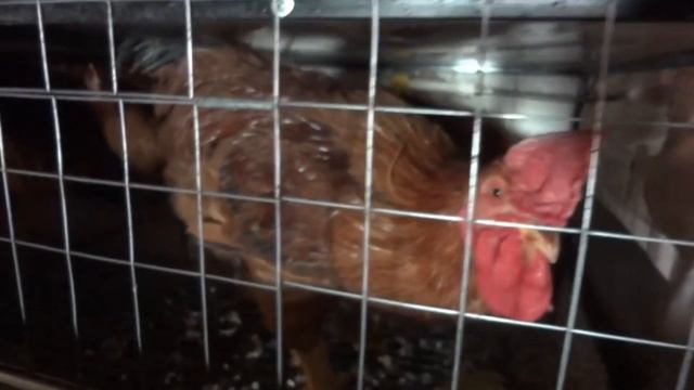 Цветной бройлер - 4 месяца за 2 минуты смотреть онлайн