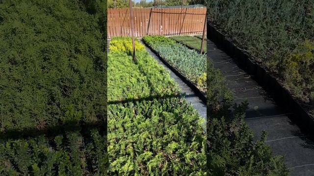 Снял затеняющую сетку. Информация по прайсу на весну 2025 года