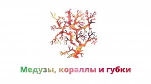 5. Медузы, кораллы и губки