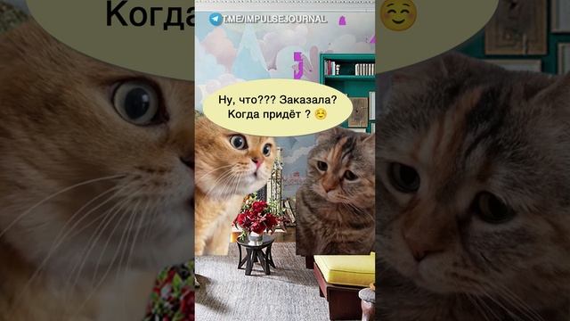 Онлайн распродажа #мыкотики #вмем #разговор #анекдот #шутки #кот #юмор #смешное #прикольно #мемы смотреть онлайн