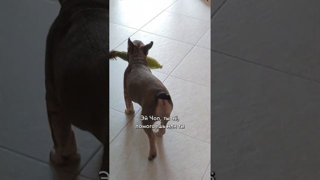 Маленький воришка #французскийбульдог #бульдог #забавныеживотные смотреть онлайн