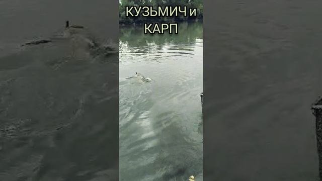 Кузьмич и карп смотреть онлайн