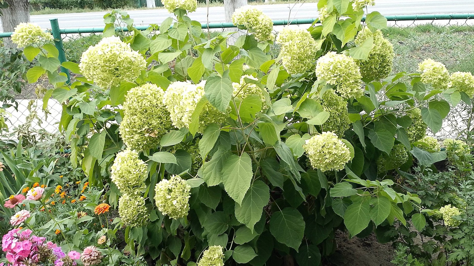 Древовидная гортензия: уход и выращивание в открытом грунте смотреть онлайн