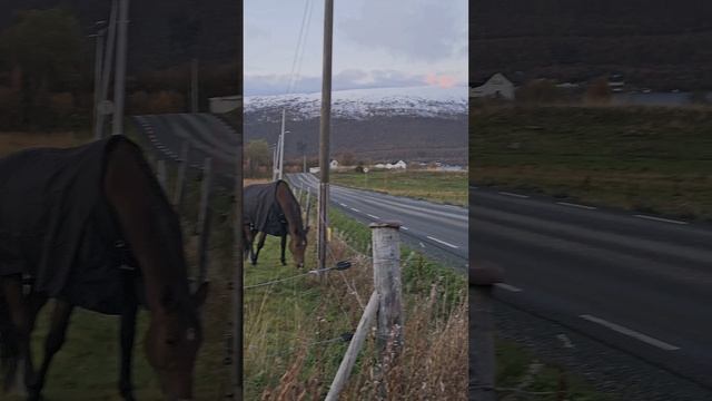 Просто конь смотреть онлайн