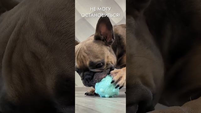 Я просто не могу перестать делать это! #французскийбульдог #забавныеживотные #бульдог смотреть онлайн