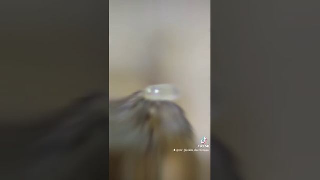 СОСИСКА ПОД МИКРОСКОПОМ смотреть онлайн