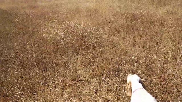 Английские сеттеры Rijanis Olaf и Карамель смотреть онлайн