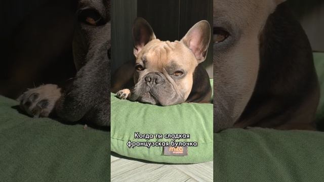 Французскую булочку на завтрак заказывали?)) Бульдог нежится на солнце #французскийбульдог смотреть онлайн