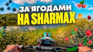 за ягодами на мотоцикле Sharmax 190