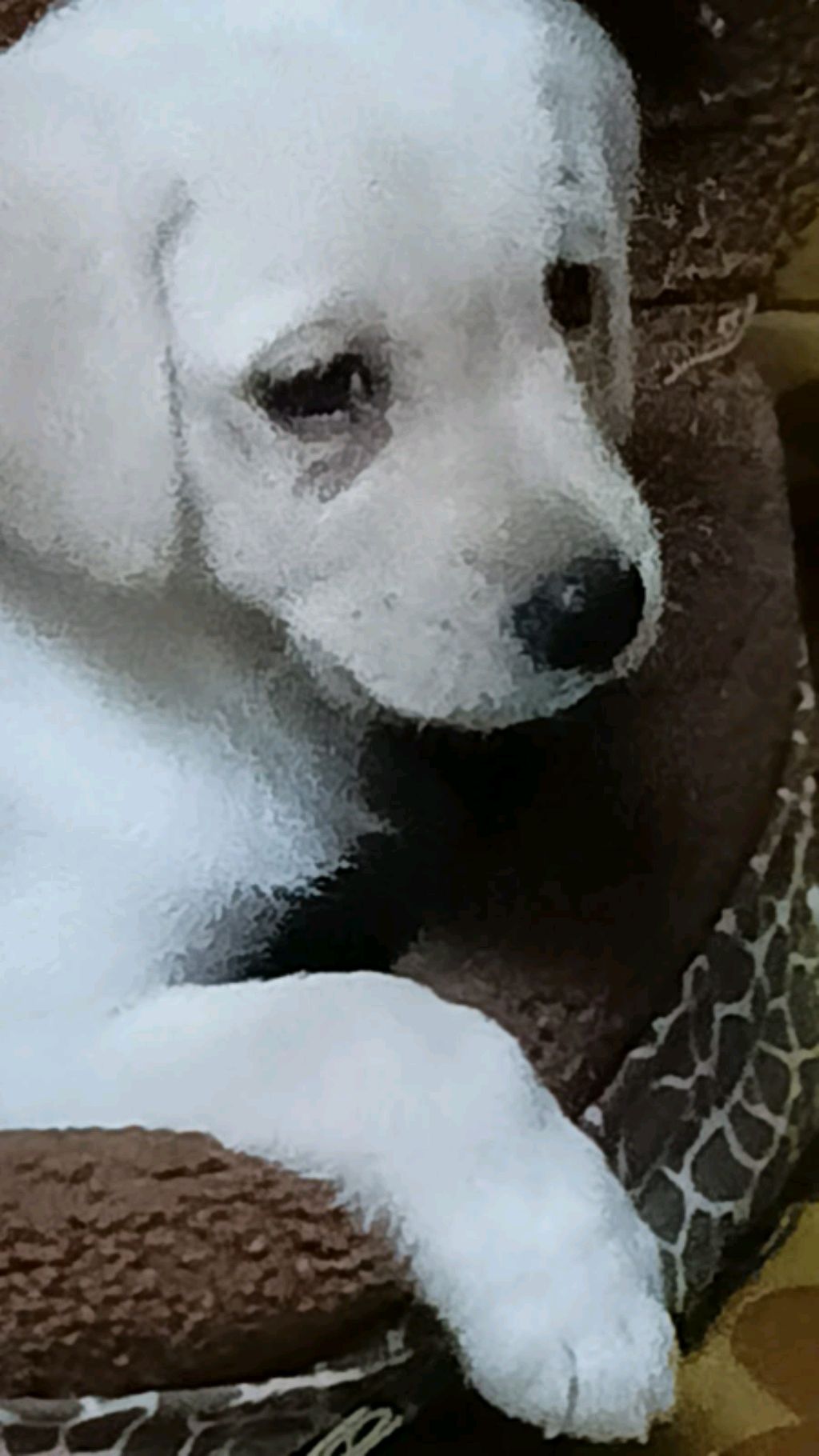 наши питомцы