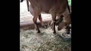 Прыщи на вымени у козы/ гнойники/ фурункулёз?