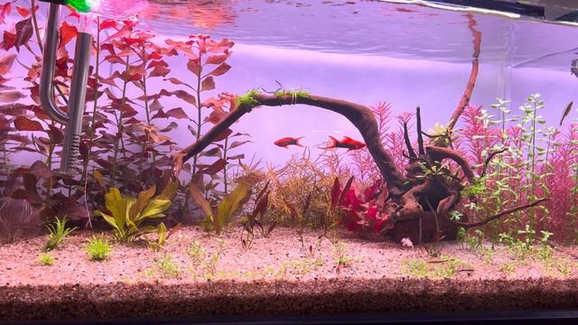 Фосфаты и нитраты в аквариуме смотреть онлайн