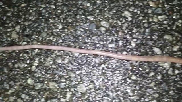 Last night, while walking home from the store - I encountered something very LONG. смотреть онлайн
