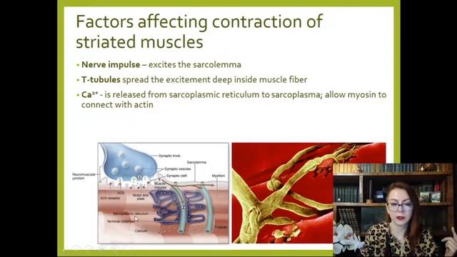13.Muscle tissues histology lecture 1080p смотреть онлайн
