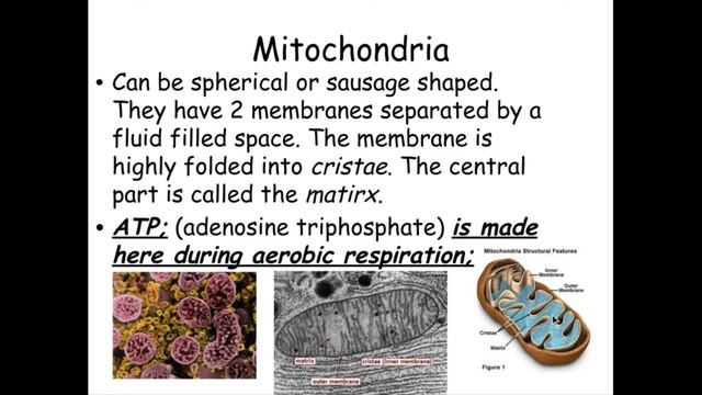 2.1.1. Cell structure g) The ultrastructure of eukaryotic cells including photomicrographs смотреть онлайн