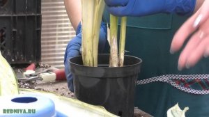 Сезон размножения. Делим, режем, черенкуем.