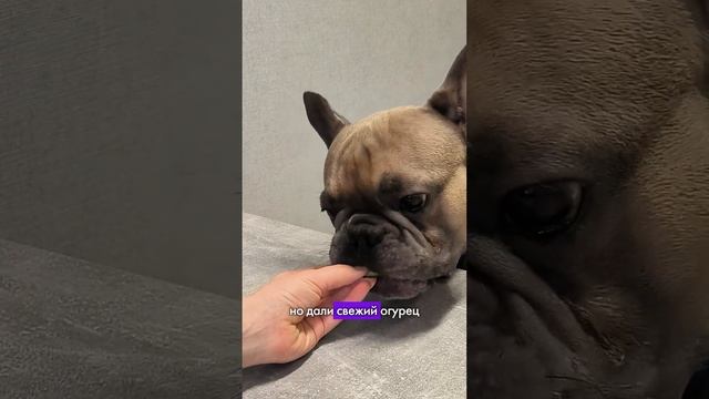 Пëс на контроле качества продуктов #французскийбульдог #бульдог #контролькачества смотреть онлайн