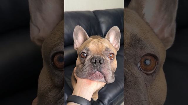 Я именно для этого собаку и заводила #французскийбульдог #любимаясобака смотреть онлайн