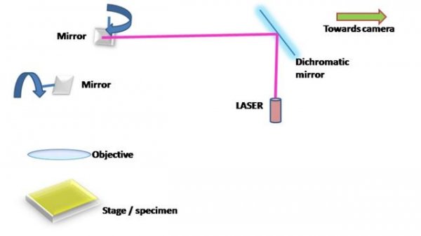 Confocal Microscopy