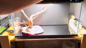 Аквариум Xiaomi ! Сброс WiFi