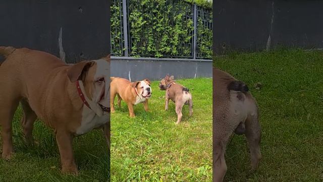 Французский бульдог в шоке #французскийбульдог #бульдоги #бульдожка смотреть онлайн