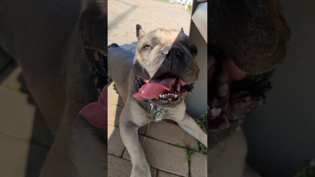 Как дышит французский бульдог, когда набегается #французскийбульдог #бульдог #бульдогзвуки смотреть онлайн